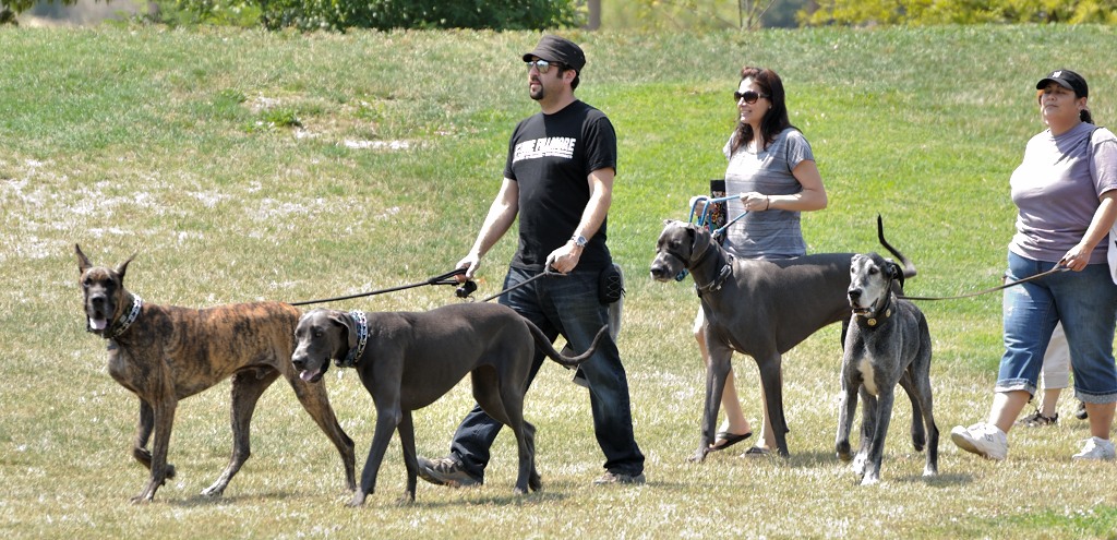 Niles Dog Show