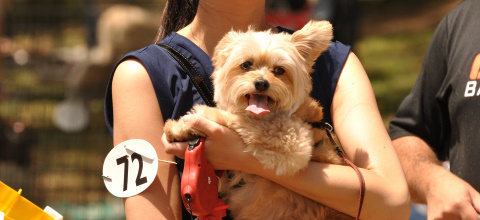 Register Dog